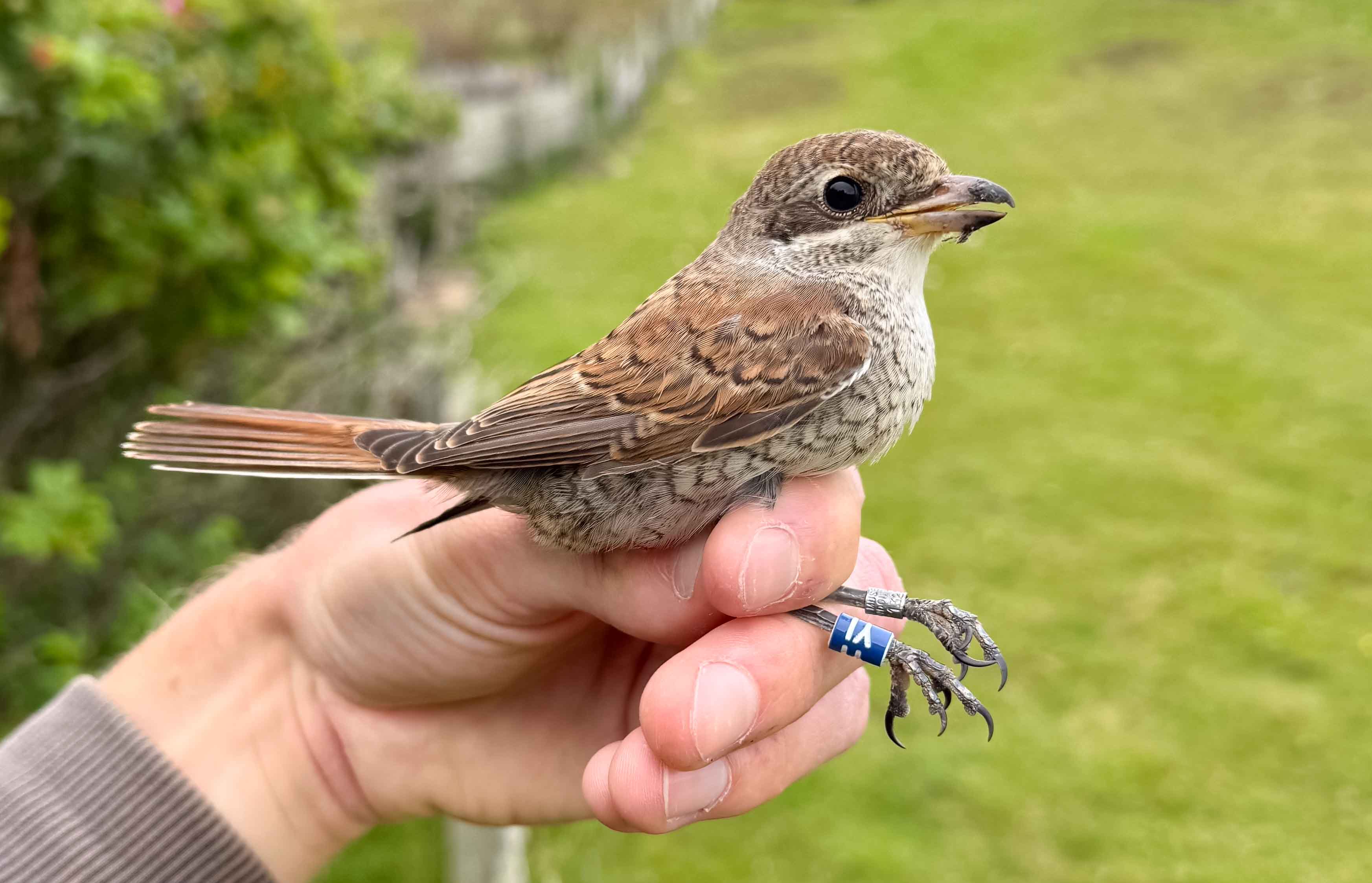 Click to expand